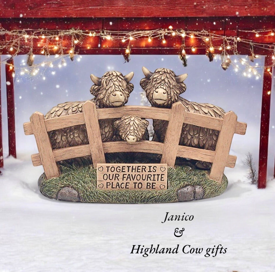 HUGHIE HIGHLAND COWS TOGETHER